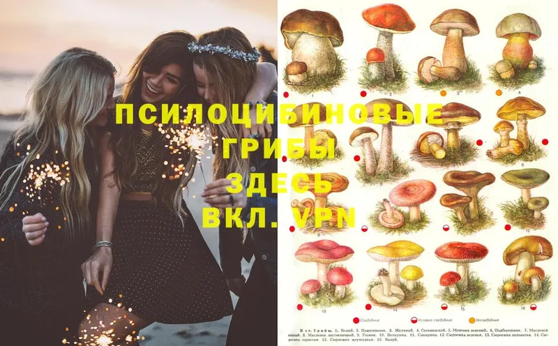 Псилоцибиновые грибы Psilocybe  shop клад  Мытищи  где купить  